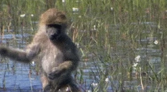 Babuines - monkeys dog-heads